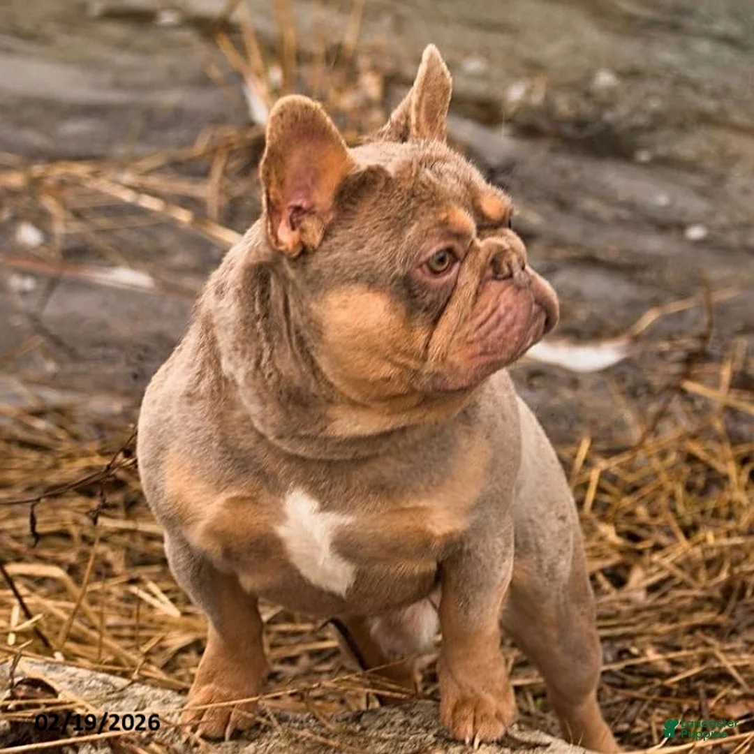 French Bulldog dogs for sale: Dior - Ad 5