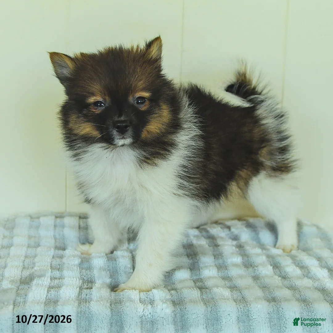 Pomeranian dogs for sale: Teddy - Ad 1