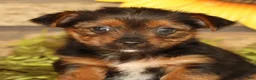 Yorkshire Terrier dogs for sale: Vivian - Ad 9