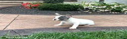 French Bulldog dogs for sale: Vicky - Ad 4