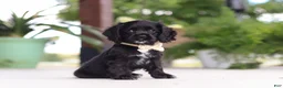 Cocker Spaniel dogs for sale: Betsy - Ad 3