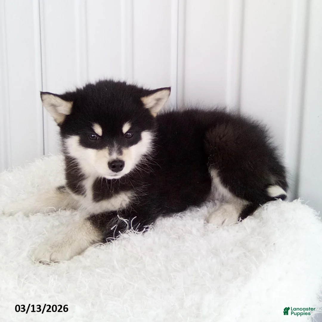 Pomsky dogs for sale: Lincoln - Ad 3