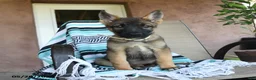 German Shepherd dogs for sale: Gertty - Ad 3