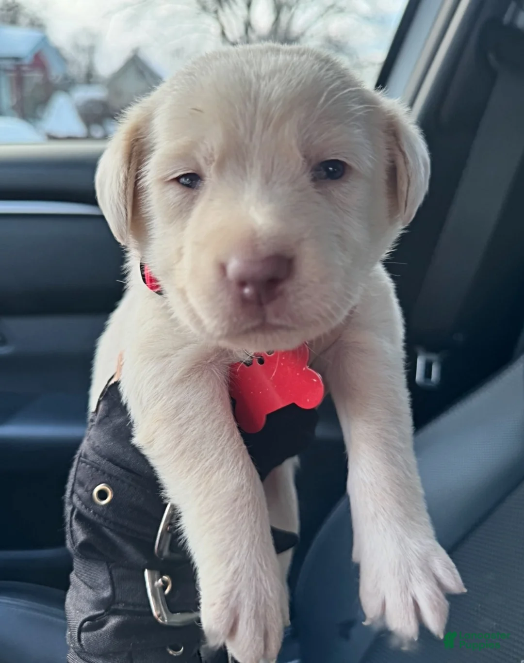Labrador Retriever dogs for sale: Labrador Retriever Puppy 1 - Ad 8
