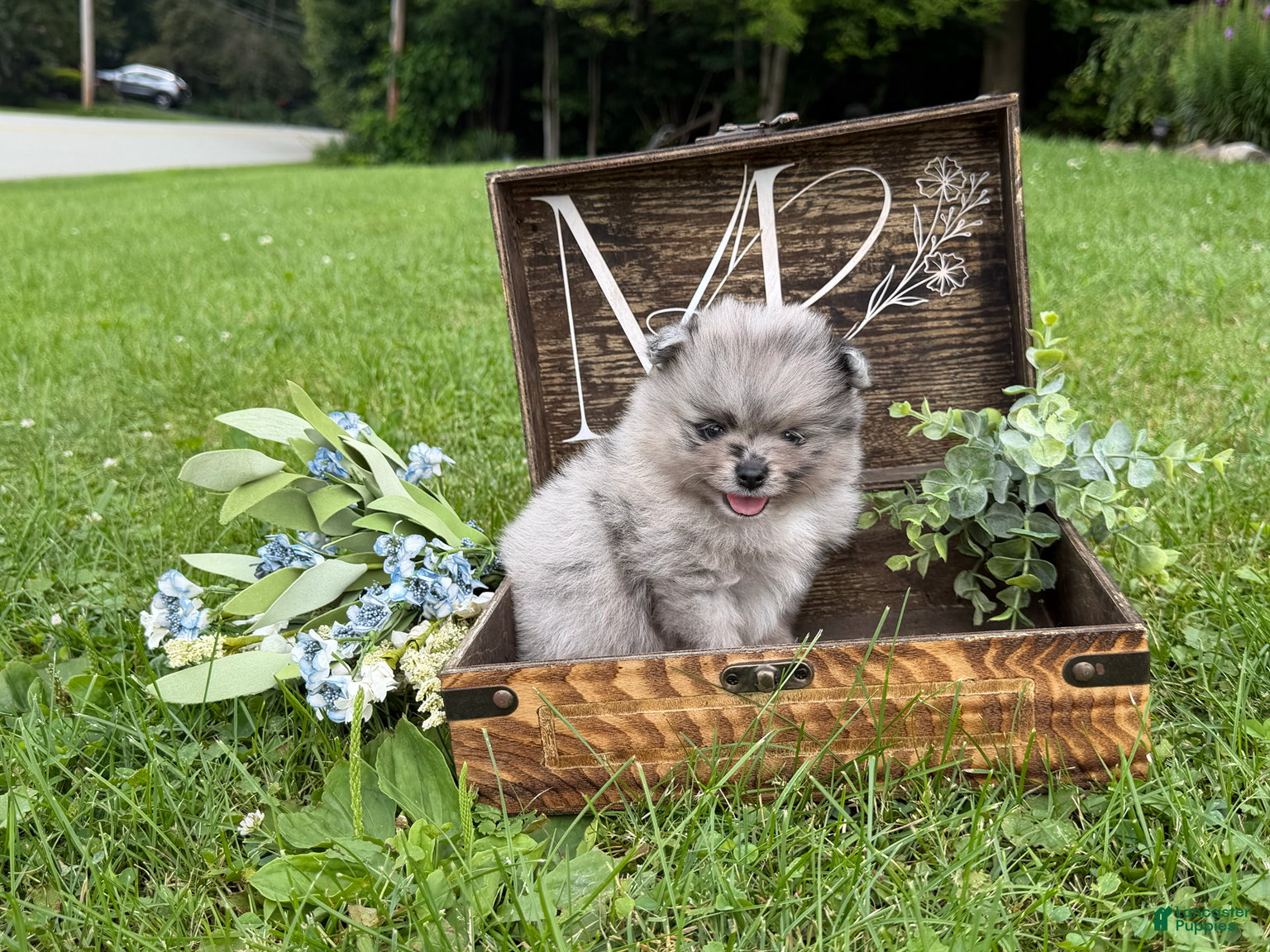 Pomeranian dogs Rocky  - Ad 1