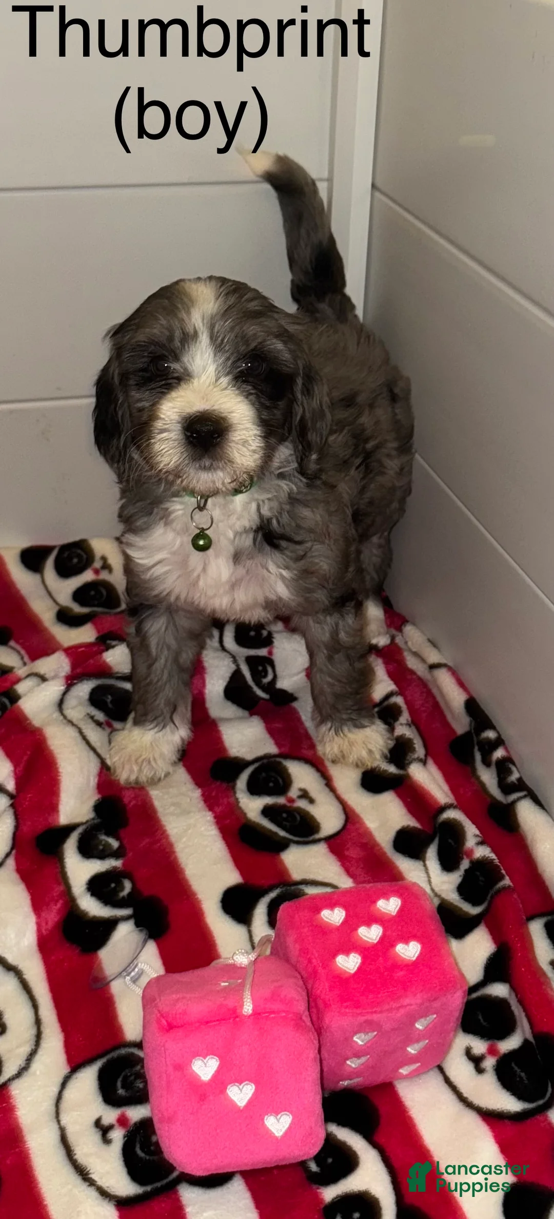 Mixed Breed dogs for sale: Mixed Breed Puppy 1 - Ad 7