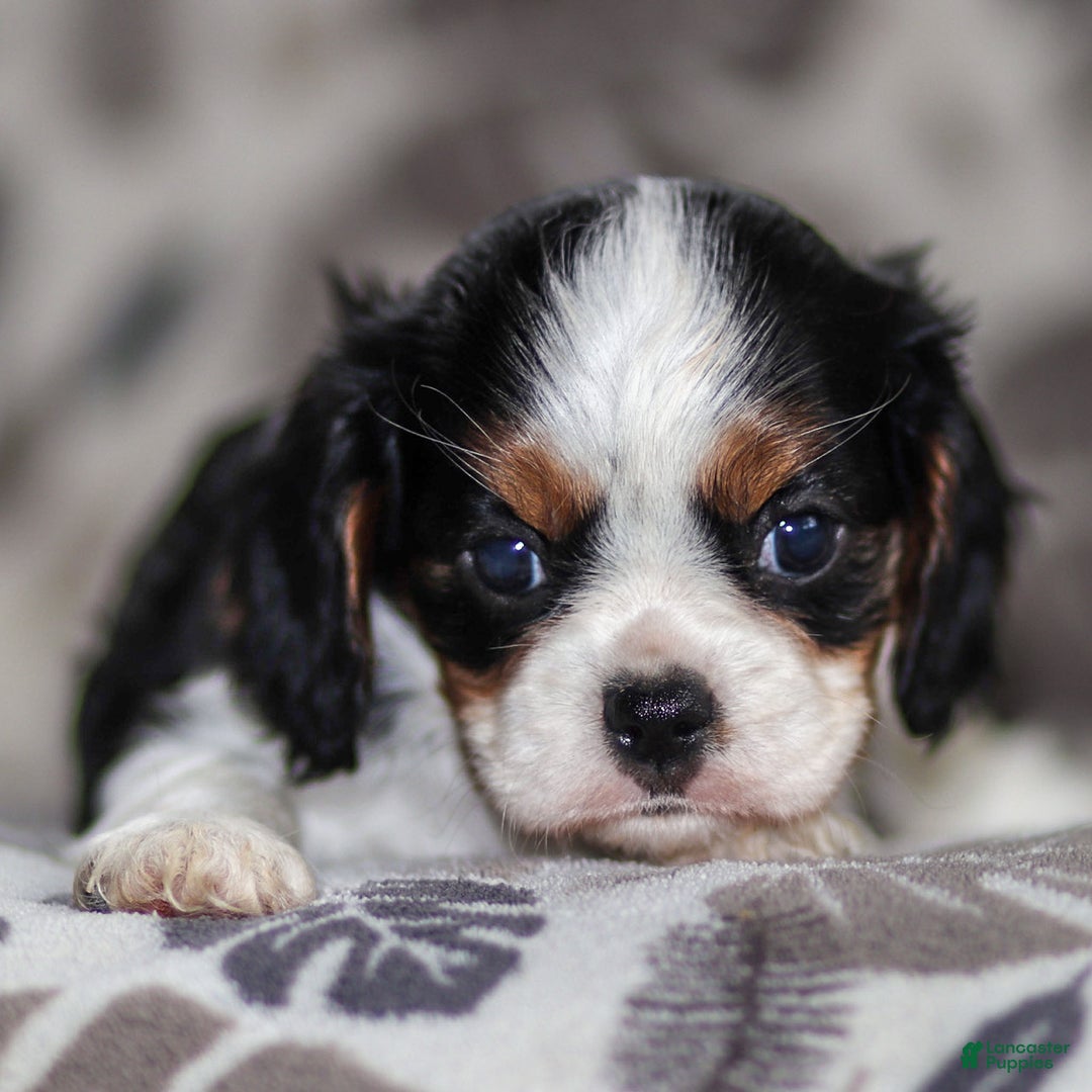 Cavalier King Charles Spaniel dogs for sale: Mya - Ad 2