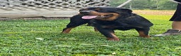 Rottweiler dogs for sale: Rottweiler Puppy 2 - Ad 8
