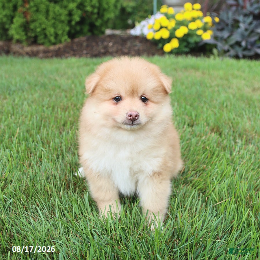 Pomsky dogs Sully - Ad 2