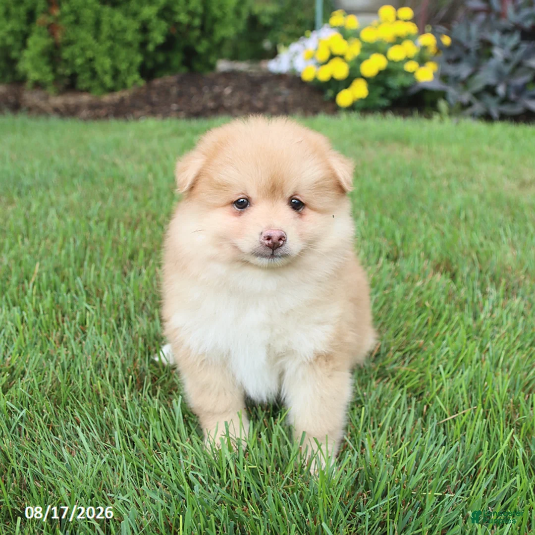 Pomsky dogs for sale: Sully - Ad 2