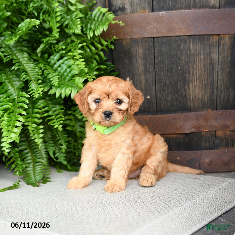 Cavapoo dogs Kiwi - Ad 2