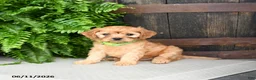 Cavapoo dogs for sale: Kiwi - Ad 2