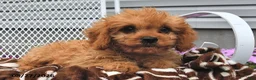 Cavapoo dogs for sale: Clifford - Ad 1