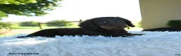Miniature Dachshund dogs for sale: Brody - Ad 9