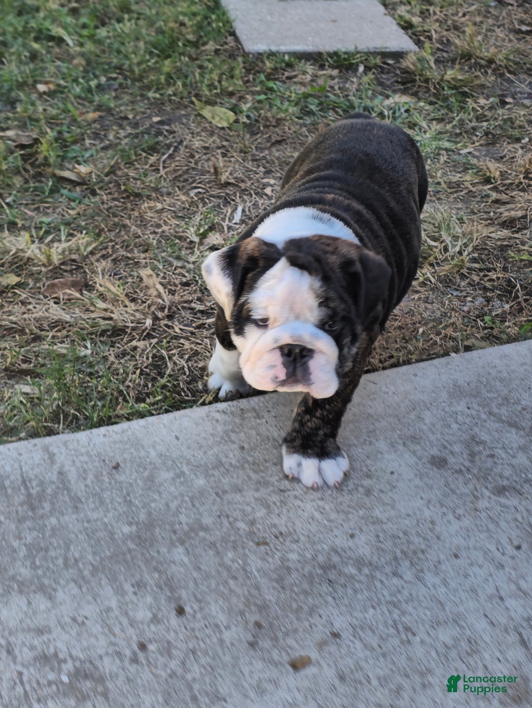 English Bulldog dogs for sale: Panda - Ad 4