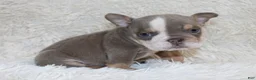 English Bulldog dogs for sale: Indi Rose - Ad 10