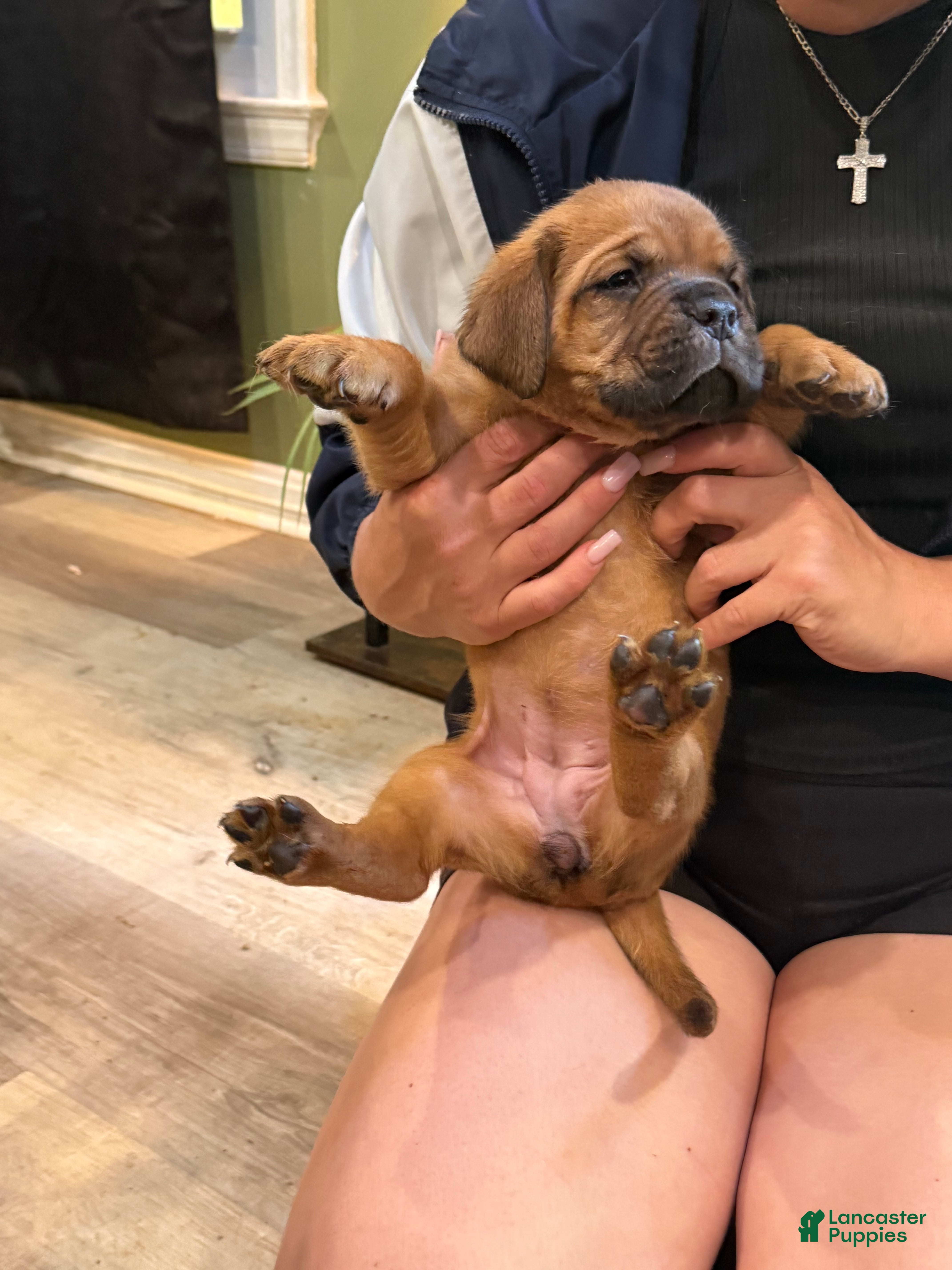 Dogue De Bordeaux dogs Dogue De Bordeaux Puppy 4 color grey  - Ad 1