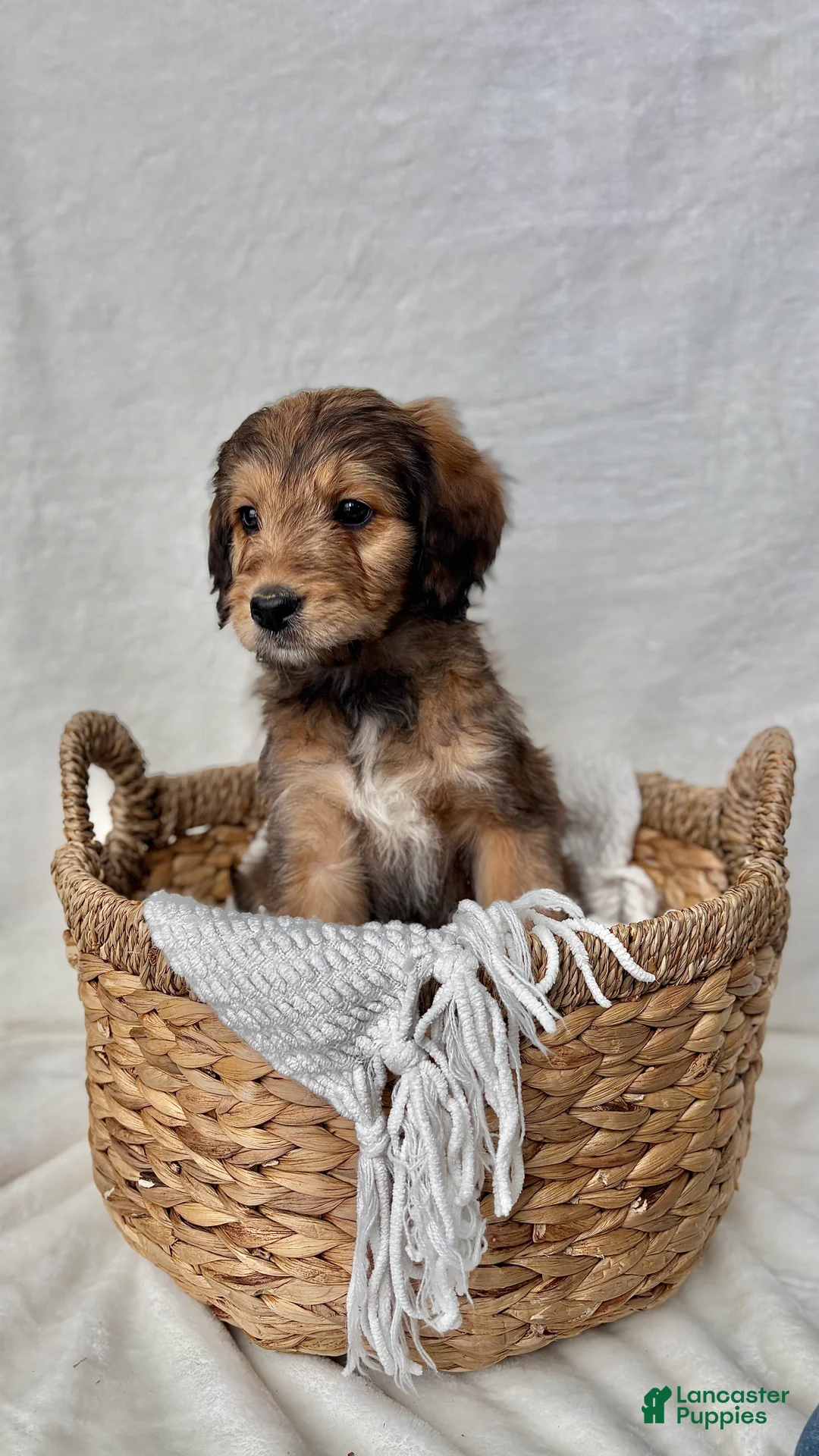 Bernedoodle dogs for sale: Sophie - Ad 4