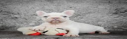 French Bulldog dogs for sale: Bella - Ad 6