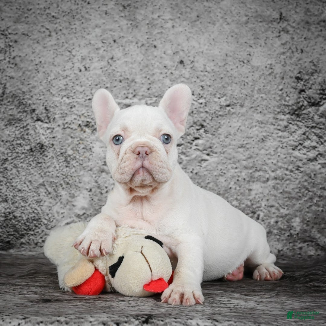 French Bulldog dogs for sale: Bella - Ad 6