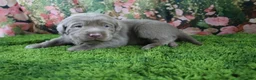 Labrador Retriever dogs for sale: Steele - Ad 2