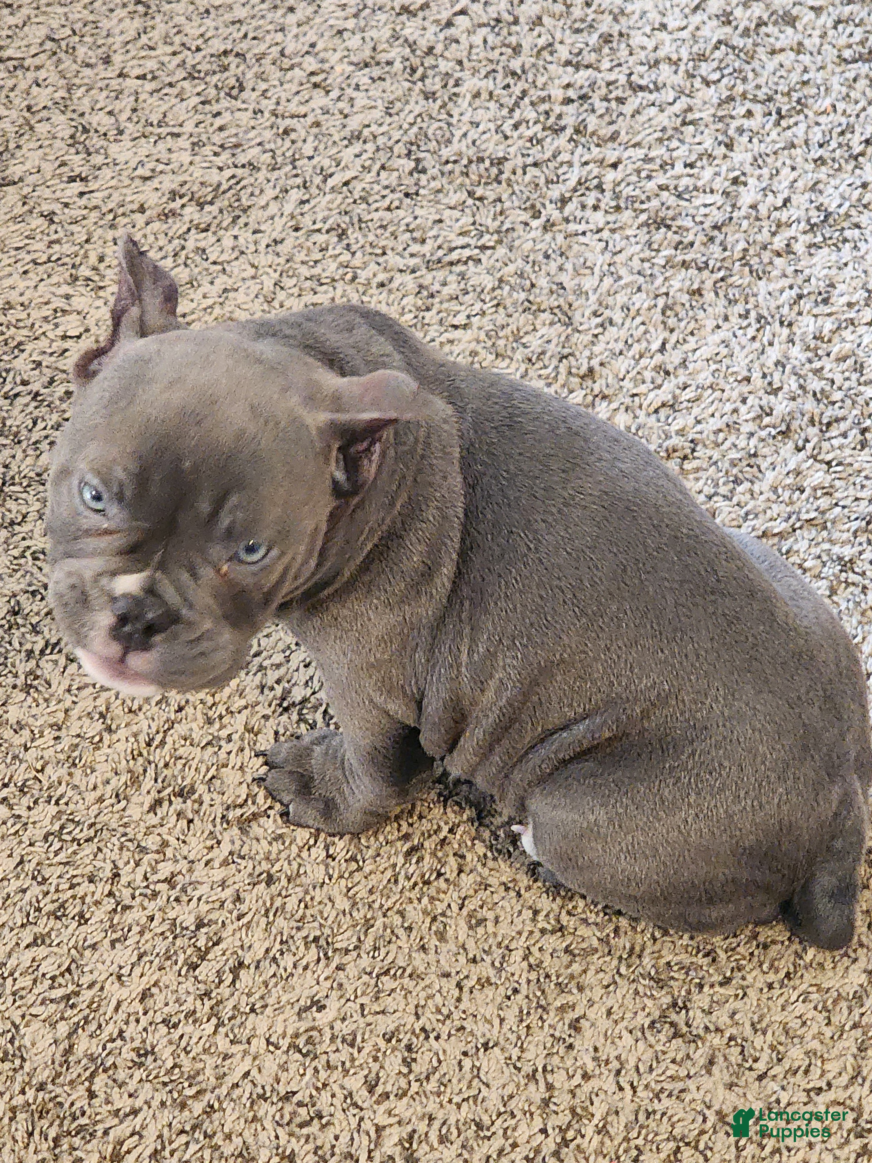 American Bully dogs American Bully Puppy 1 - Ad 25