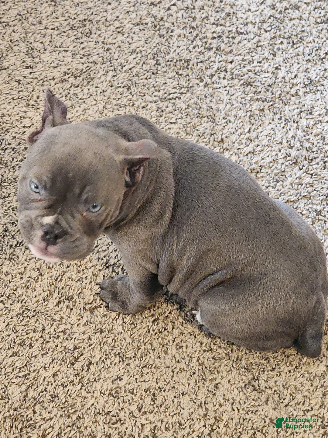 American Bully dogs for sale: American Bully Puppy 1 - Ad 1