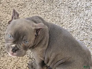 American Bully dogs American Bully Puppy 1 - Ad 25