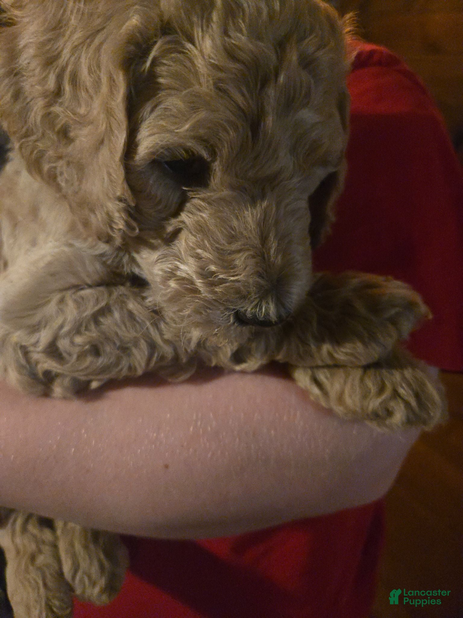 Standard Poodle dogs Briar - Ad 1