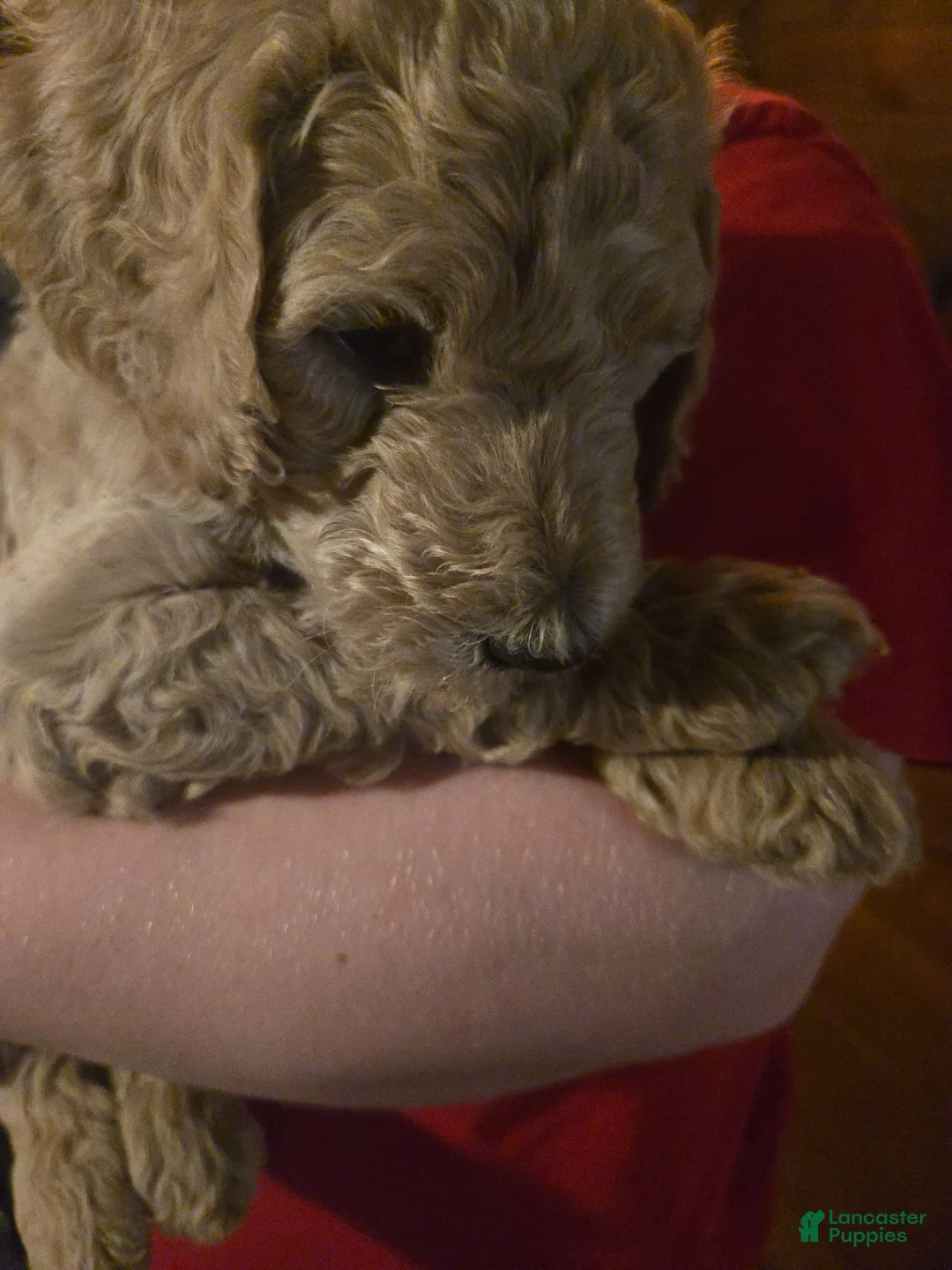 Standard Poodle dogs for sale: Briar - Ad 1