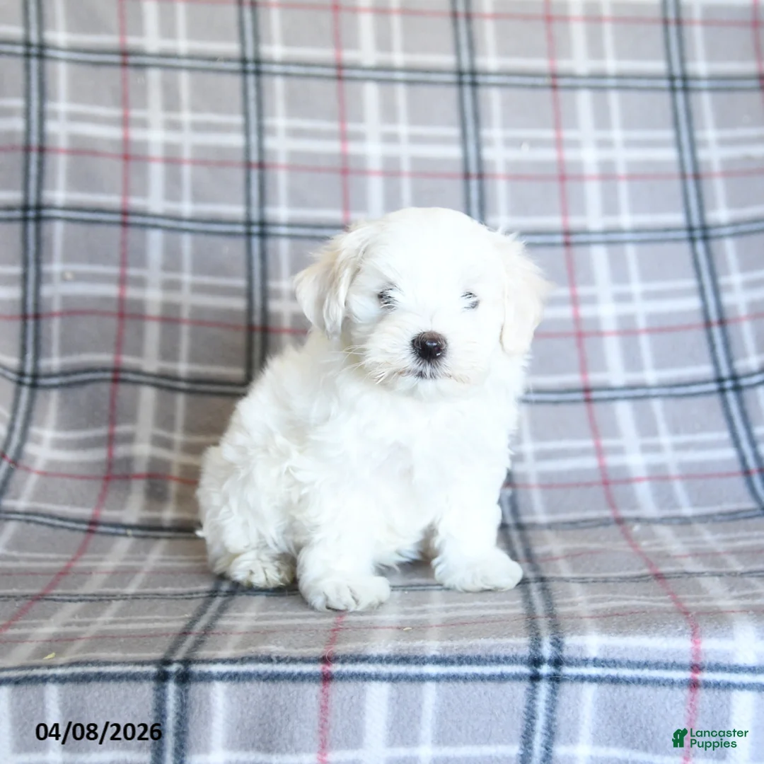 Maltese dogs for sale: Sammy - Ad 5