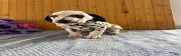 Dalmatian dogs for sale: Talia - Ad 12