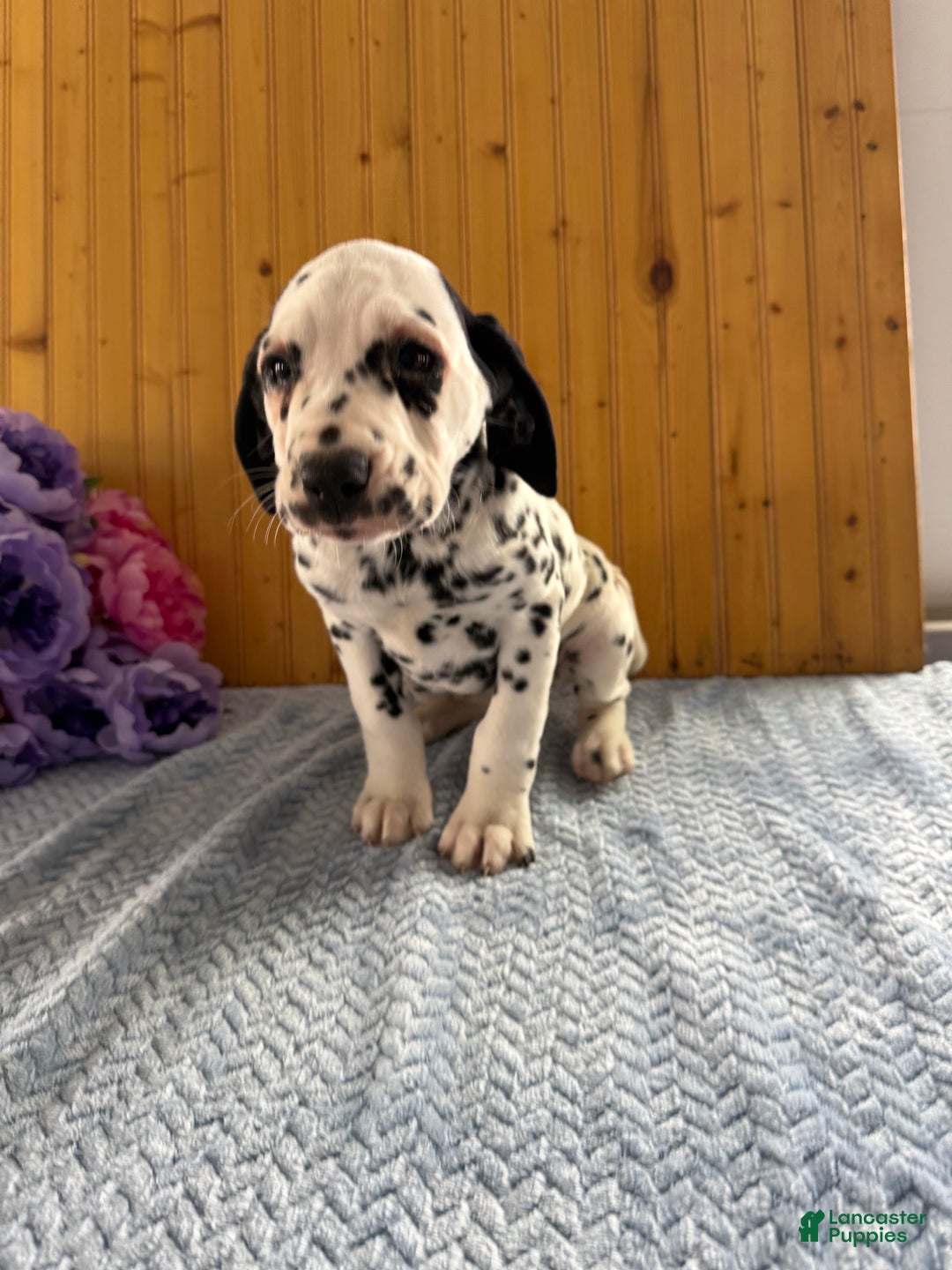 Dalmatian dogs for sale: Talia - Ad 12
