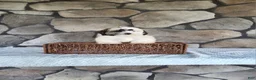 Shihpoo dogs for sale: Bailey - Ad 8