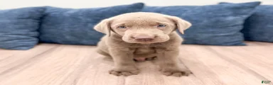 Bo