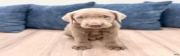 Labrador Retriever dogs for sale: Bo - Ad 1