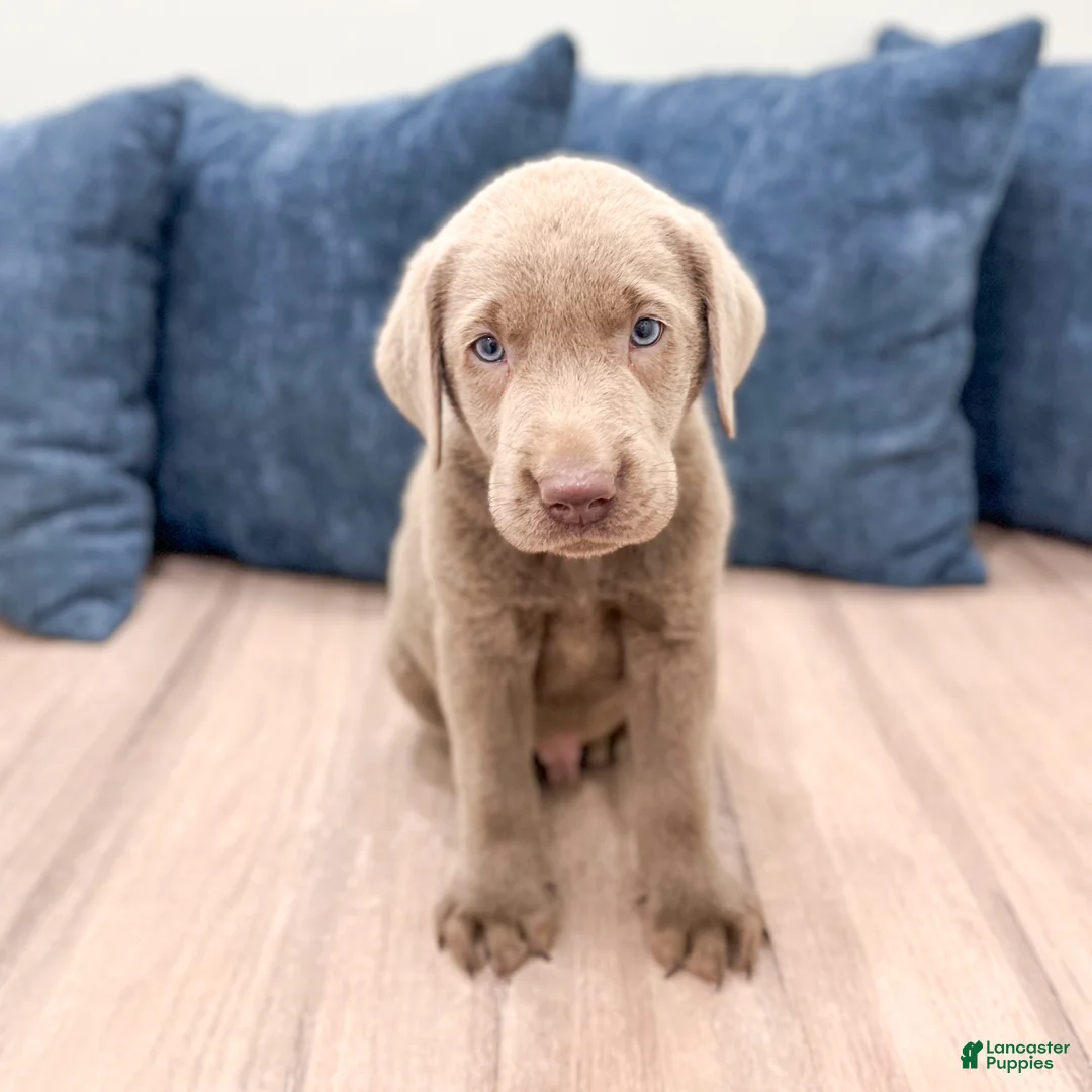 Labrador Retriever dogs for sale: Bo - Ad 1