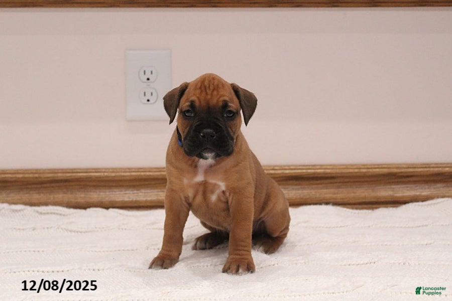 Boxer dogs Izzy - Ad 13