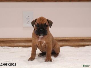 Boxer dogs Izzy - Ad 8