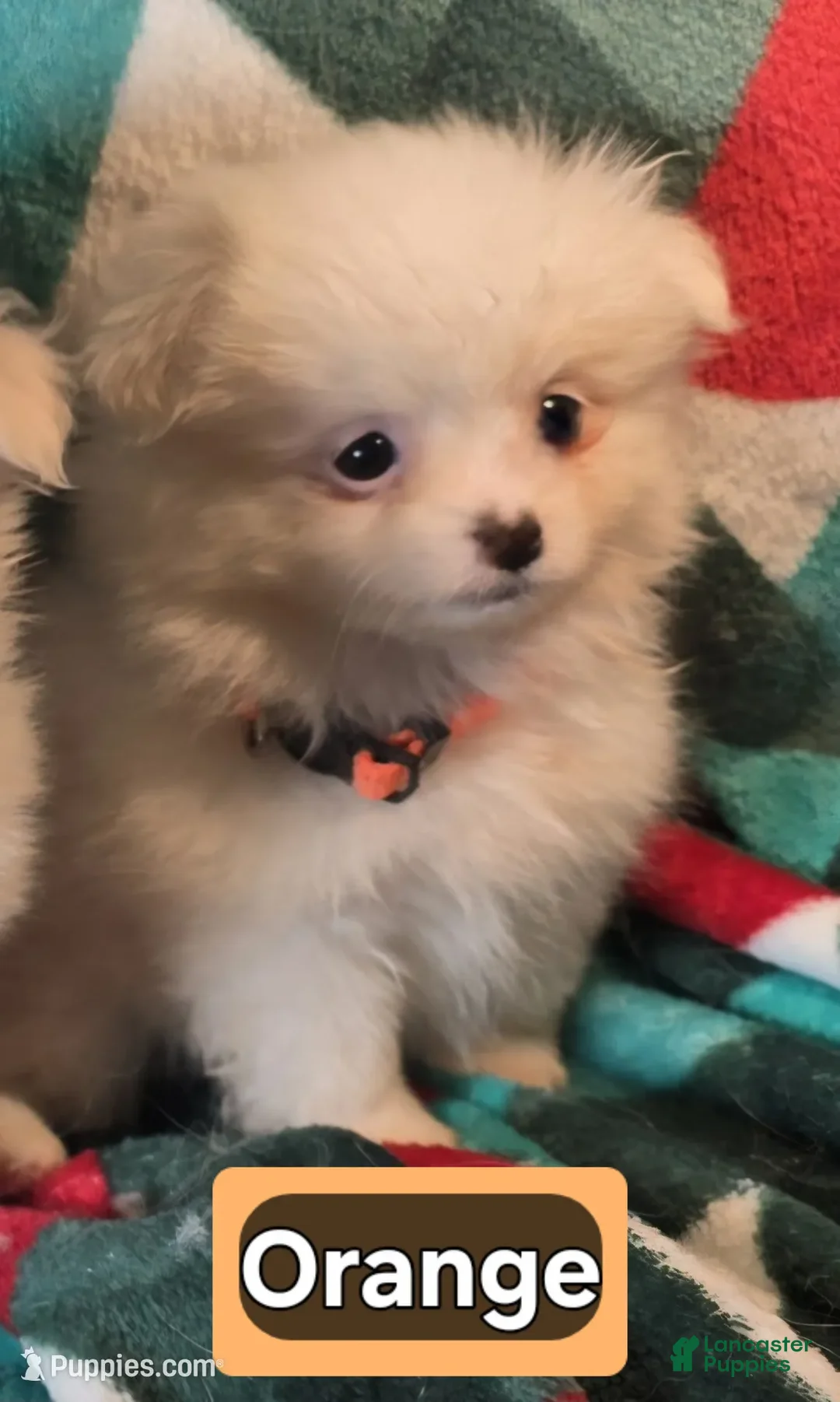 Mixed Breed dogs for sale: Dauna (Pom + Peke) - Ad 2