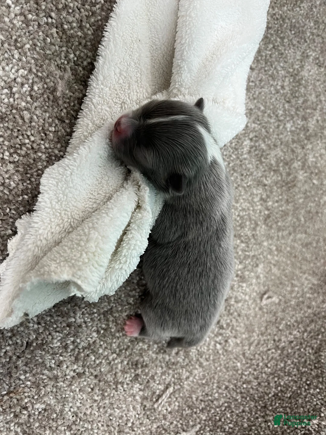 Chihuahua dogs for sale: Braxton - Ad 1