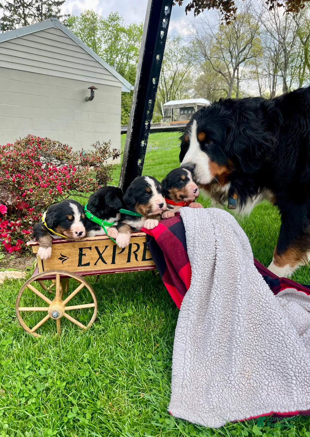 Bernese Mountain Dog dogs for sale: Lucy❤️🐾AKC Hip Cert ❤️Text 717-366-6652 - Ad 7