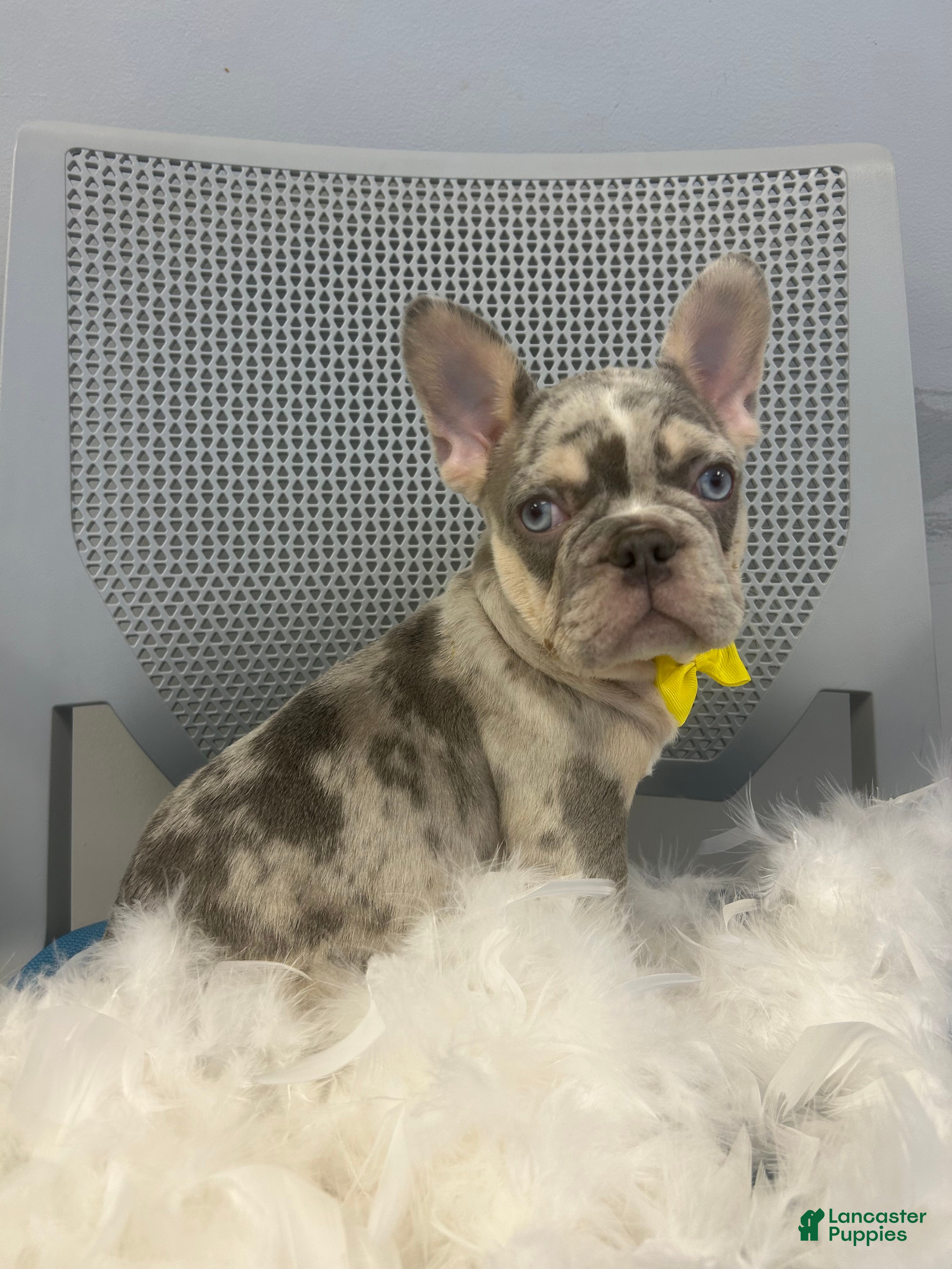 French Bulldog dogs French Bulldog Puppy 2 - Ad 38