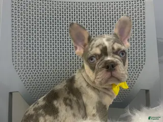 French Bulldog dogs French Bulldog Puppy 2 - Ad 42