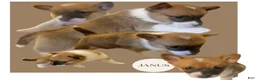 Mixed Breed dogs for sale: Janus - Ad 2