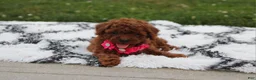 Toy Poodle dogs for sale: Kali - Ad 6