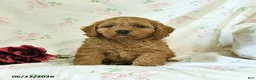 Cockapoo dogs for sale: Cindy - Ad 2