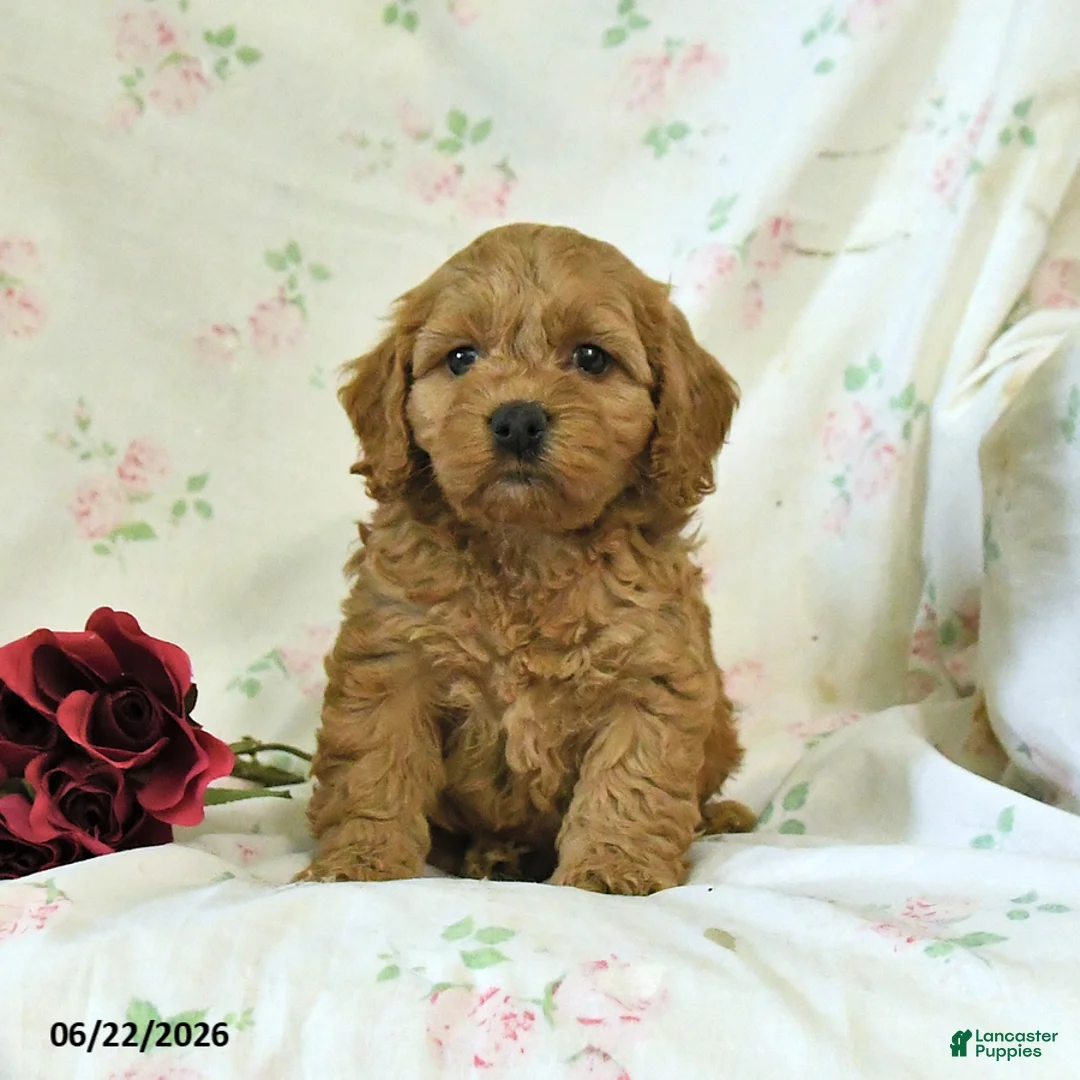 Cockapoo dogs for sale: Cindy - Ad 2