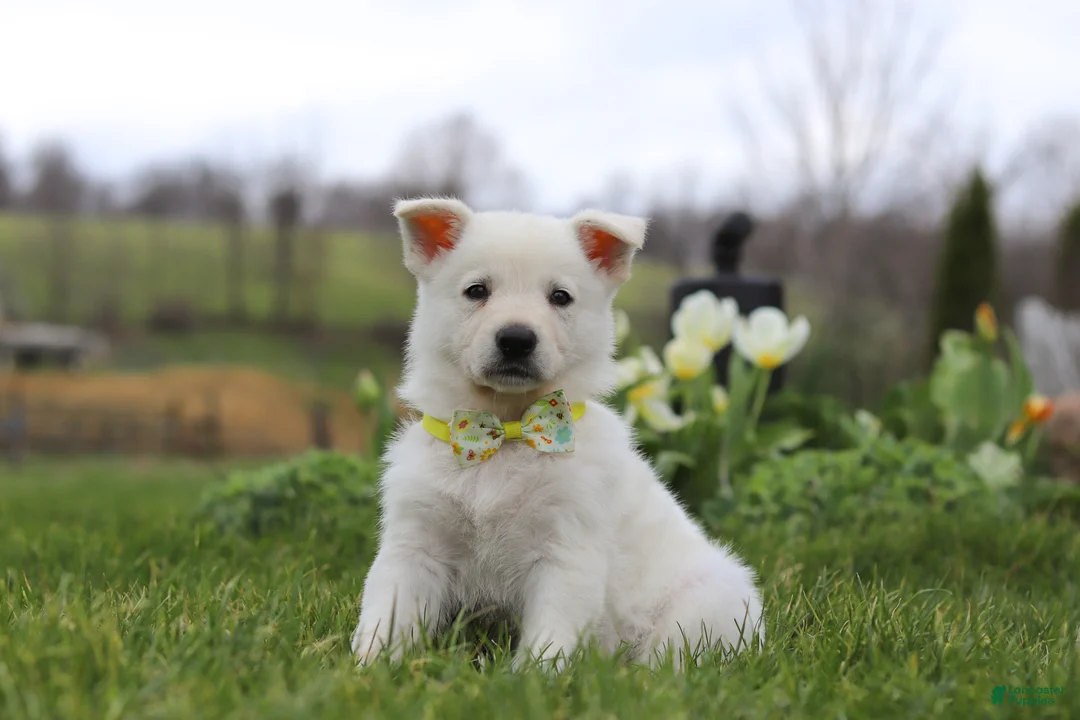 German Shepherd dogs for sale: Quinn - Ad 2