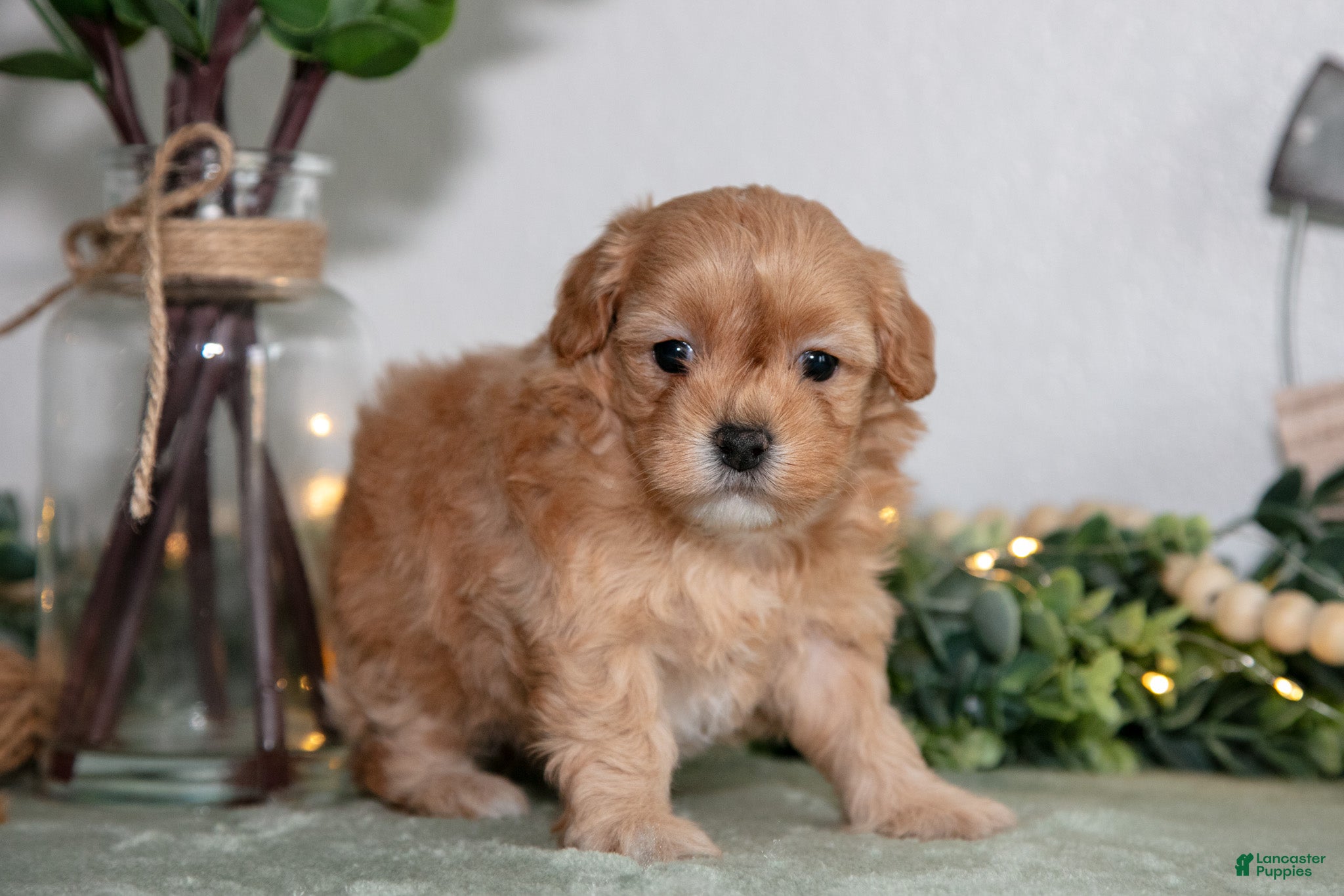 Maltipoo dogs Joy - Ad 2